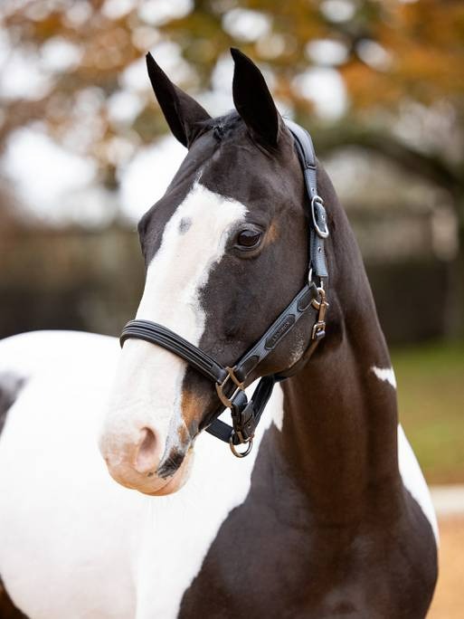 Lemieux Capella Headcollar