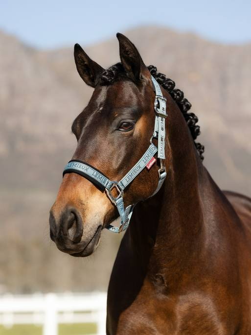 Lemieux Logo Headcollar