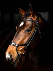 LeMieux Arika Adjustable Anatomic Noseband Bridle