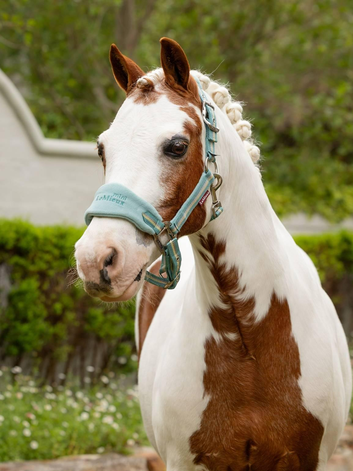 Lemieux Mini Vogue Headcollar & Leadrope SS25