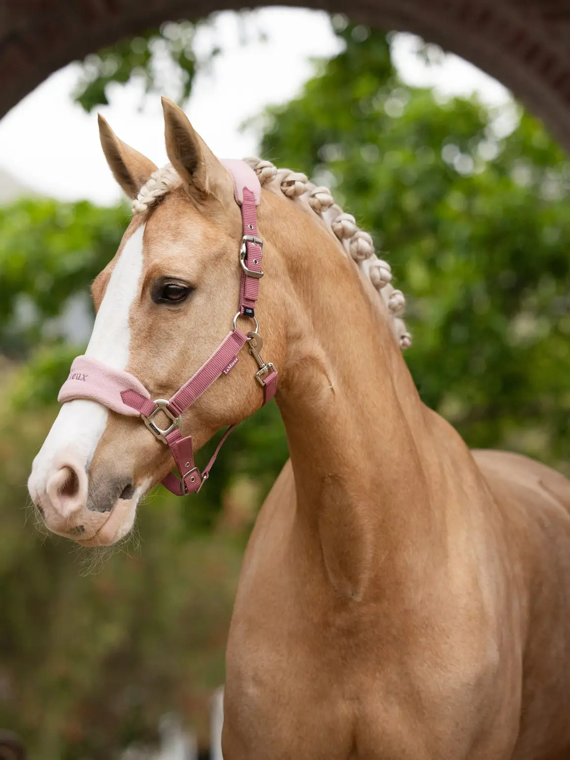 Lemieux Vogue Headcollar & Leadrope SS25