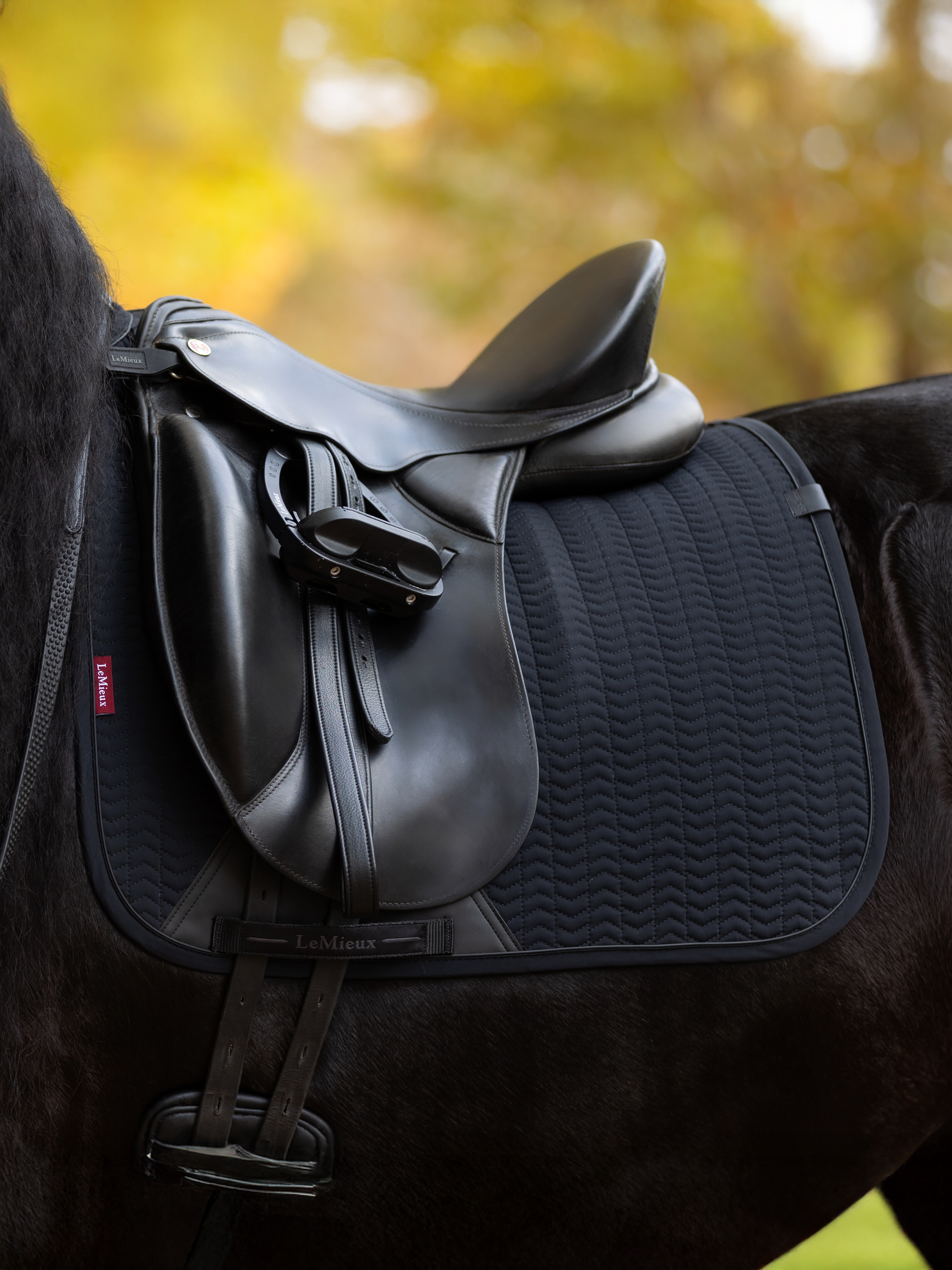 Lemieux Essence Dressage Square
