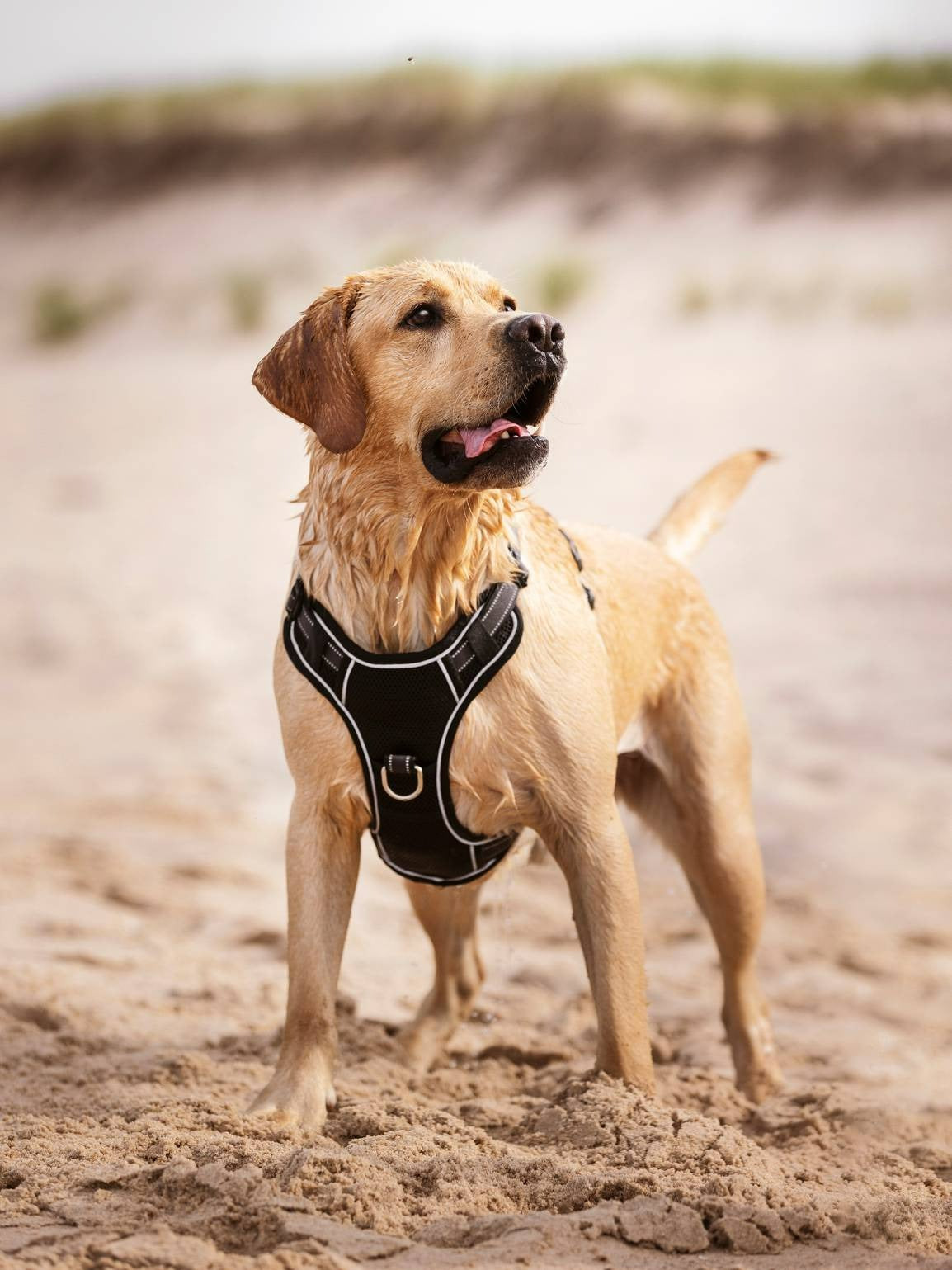 LeMieux Winchester Dog Harness Black