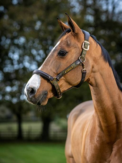 Lemieux Capella Headcollar