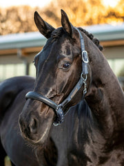 Lemieux Capella Headcollar