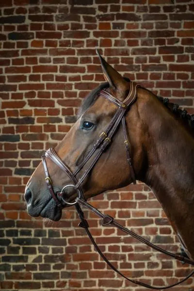 Dy’on D Collection Anatomic Flash Noseband Bridle