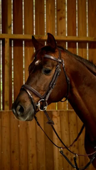 Dy’on Working Collection “Fancy” Flash Noseband