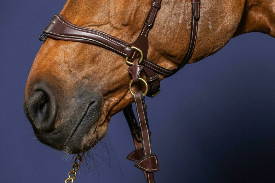 Dy'on D Collection D Motion Bridle