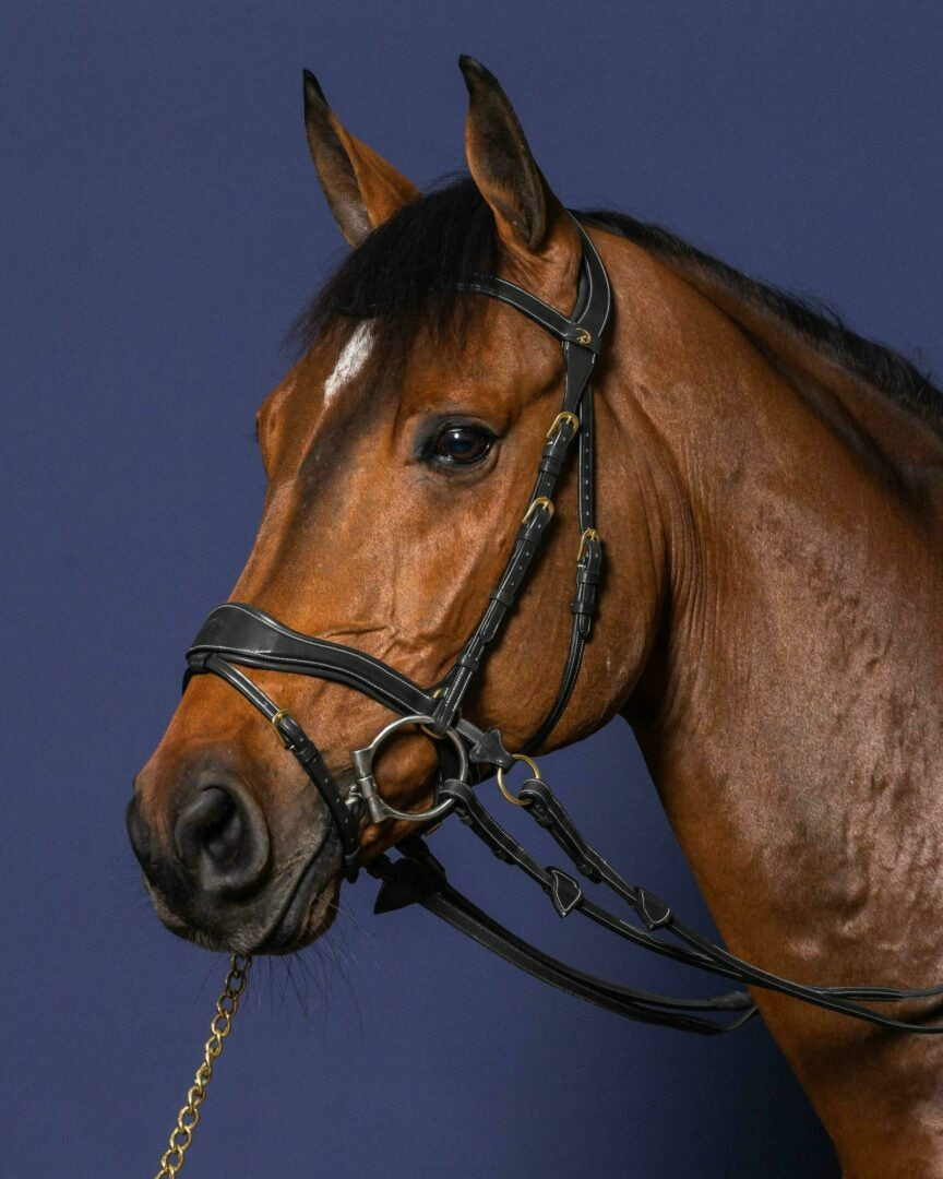 Dy'on D Collection D Motion Bridle