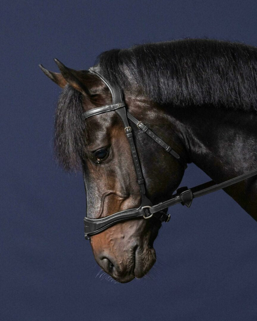 Dy'on New English Collection D Motion Bridle
