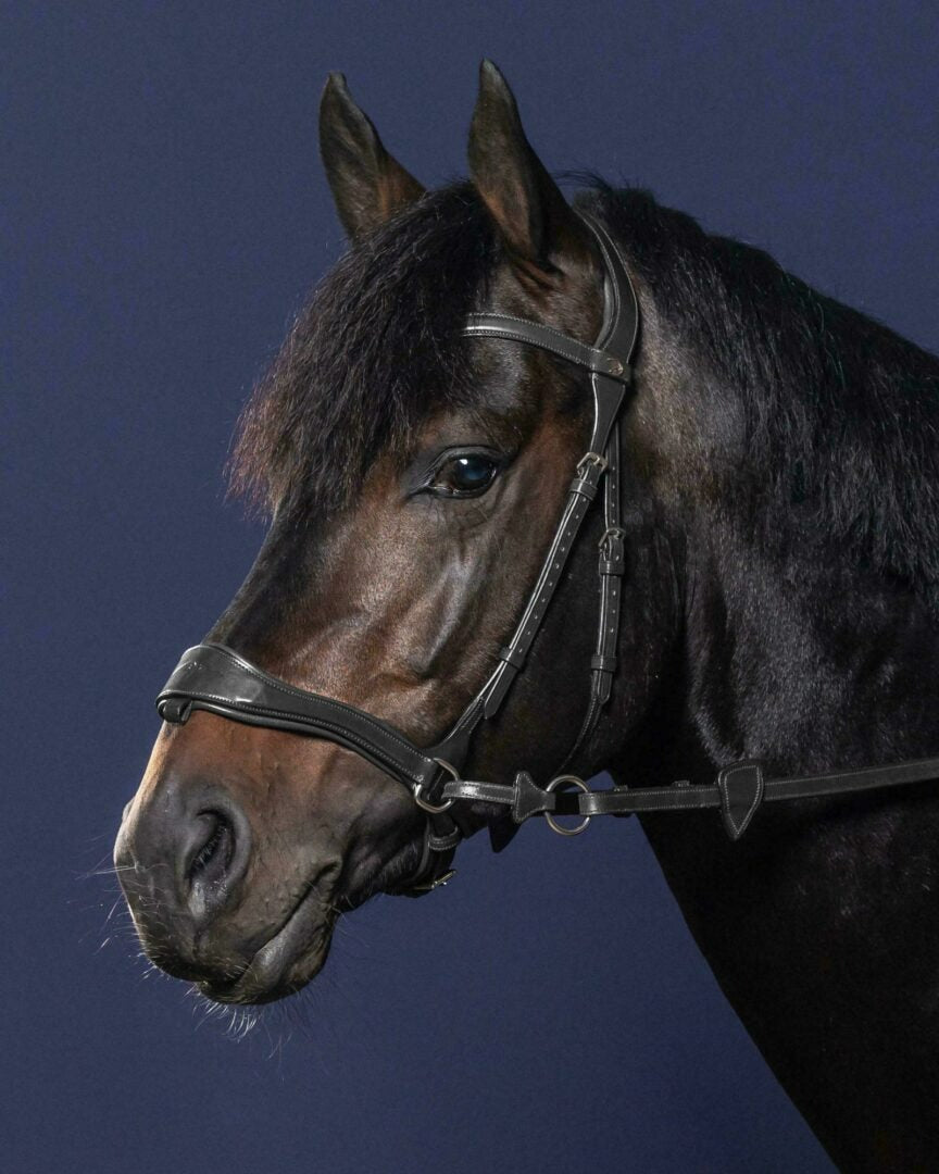 Dy'on New English Collection D Motion Bridle