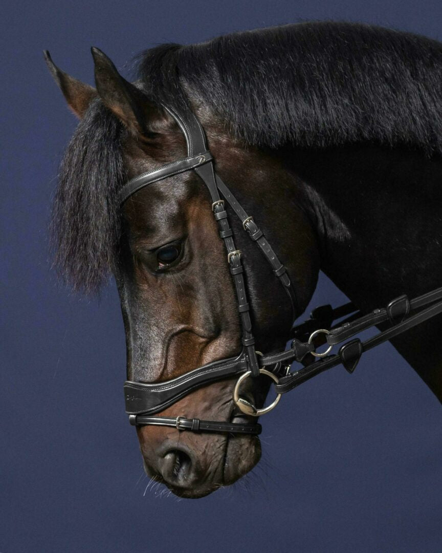 Dy'on New English Collection D Motion Bridle