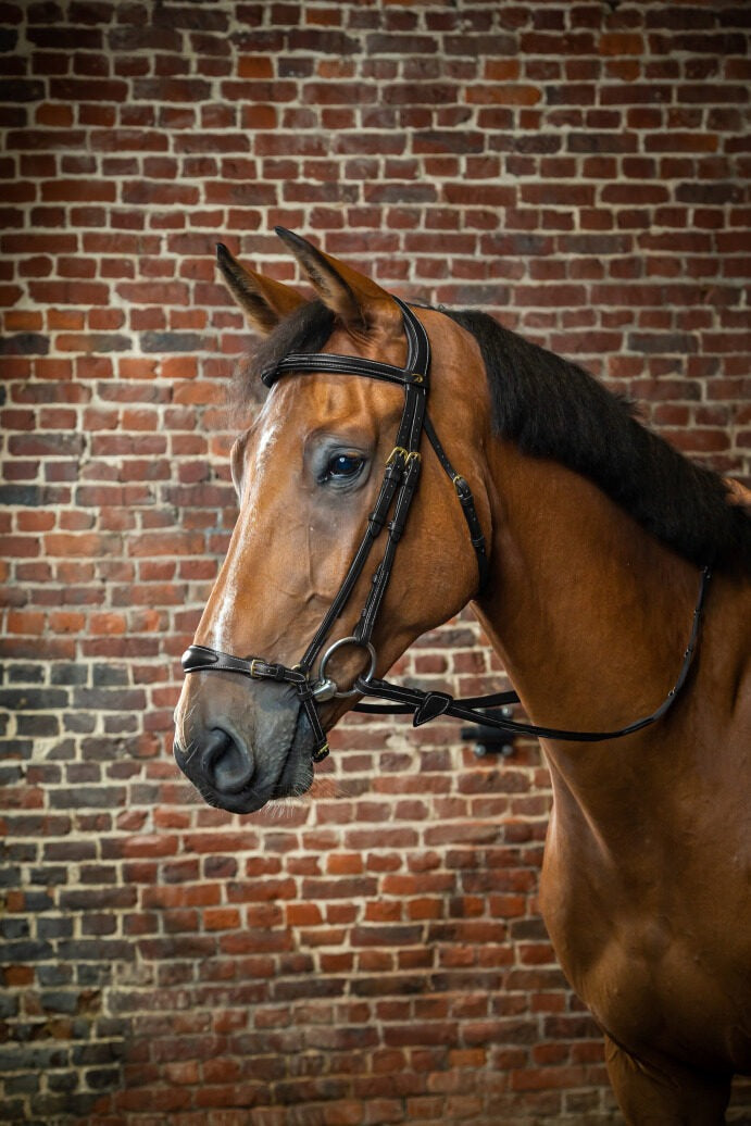 Dy'on D Collection Adjustable Drop Noseband Bridle
