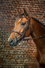 Dy'on D Collection Flash Noseband Bridle