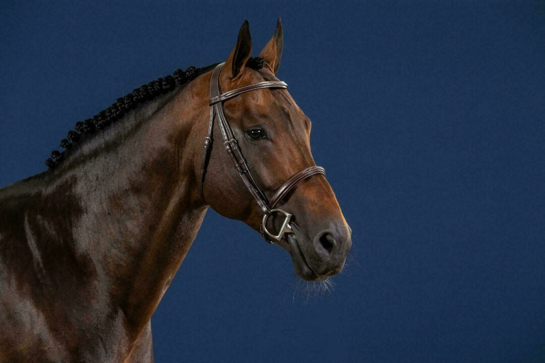 Dy'on US Hunter Collection Cavesson Noseband Bridle