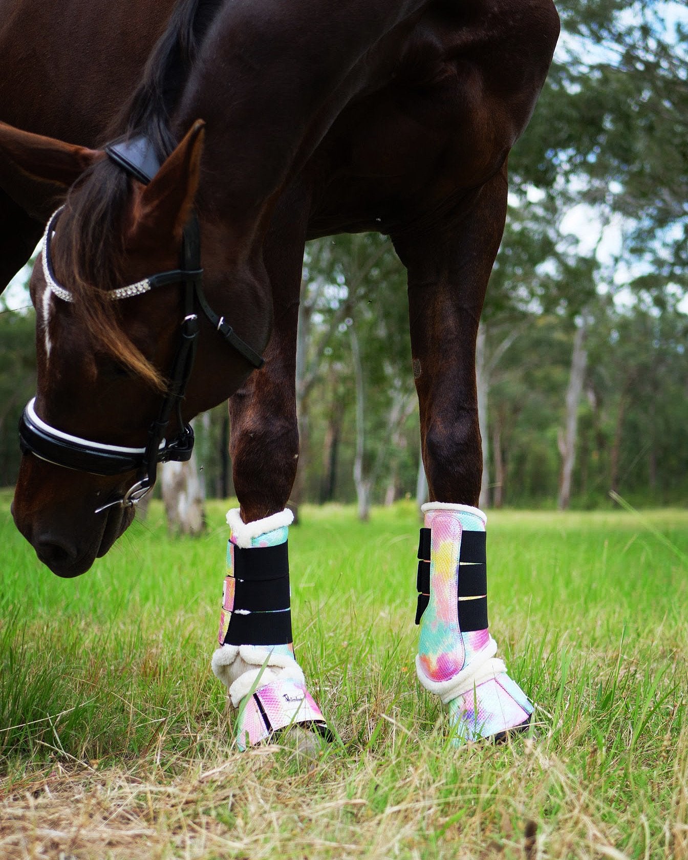 Sunset Horse Tendon Boots Australia
